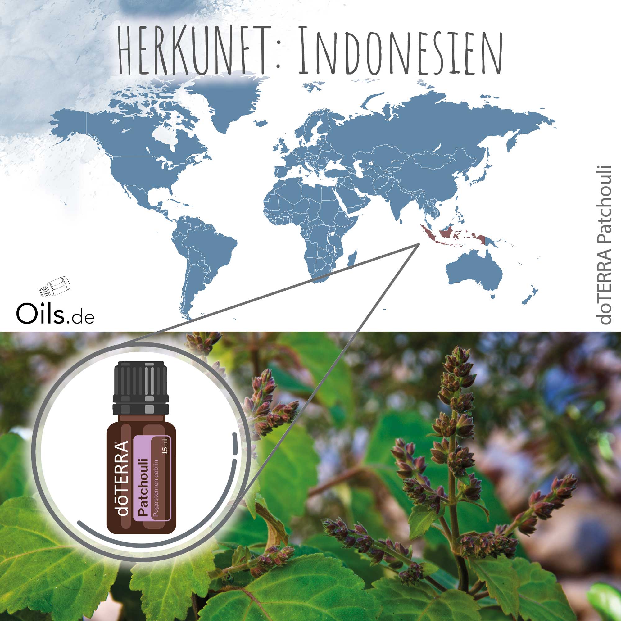 doTERRA Patchouli / Patschuli Herkunft
