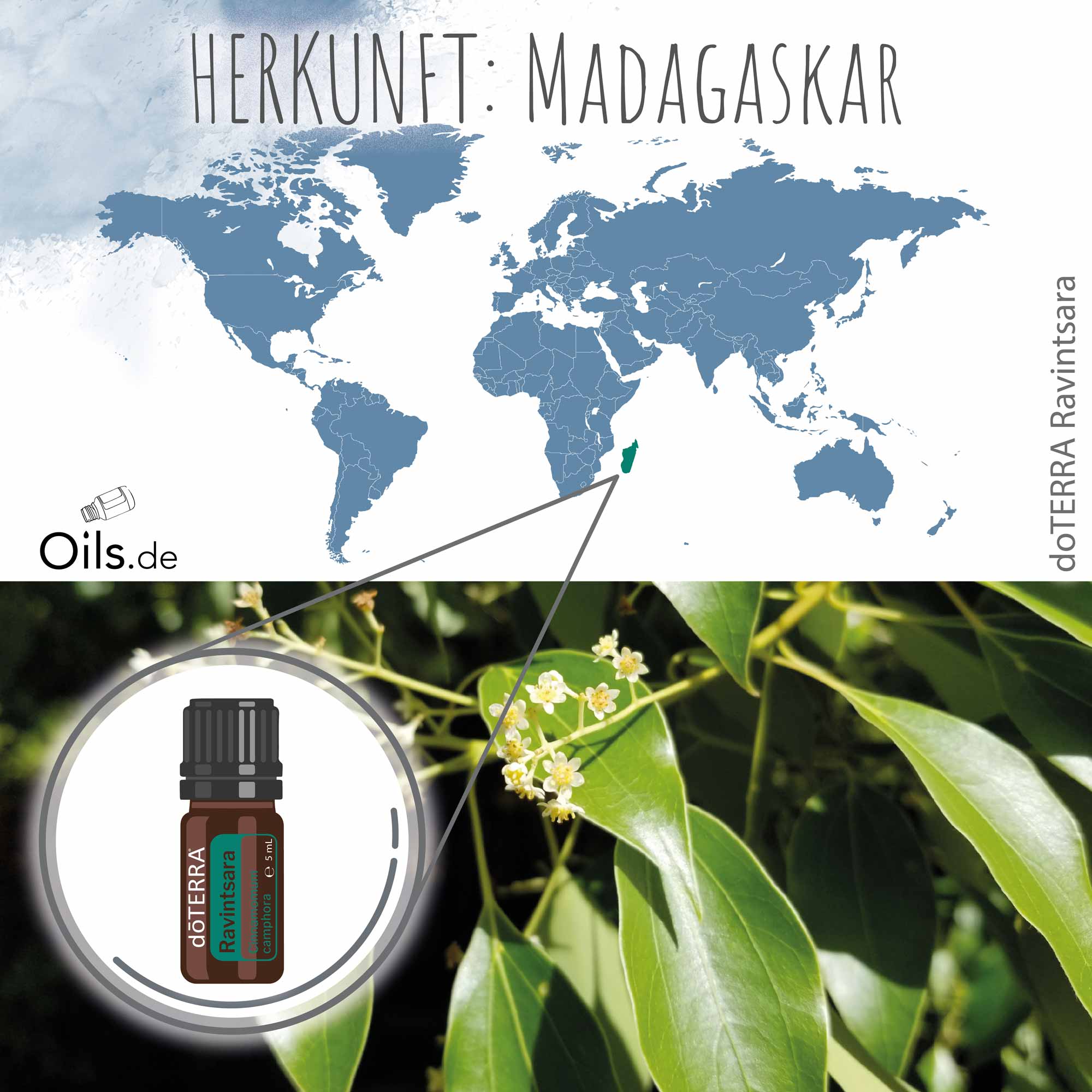 doTERRA Ravintsara | Herkunft