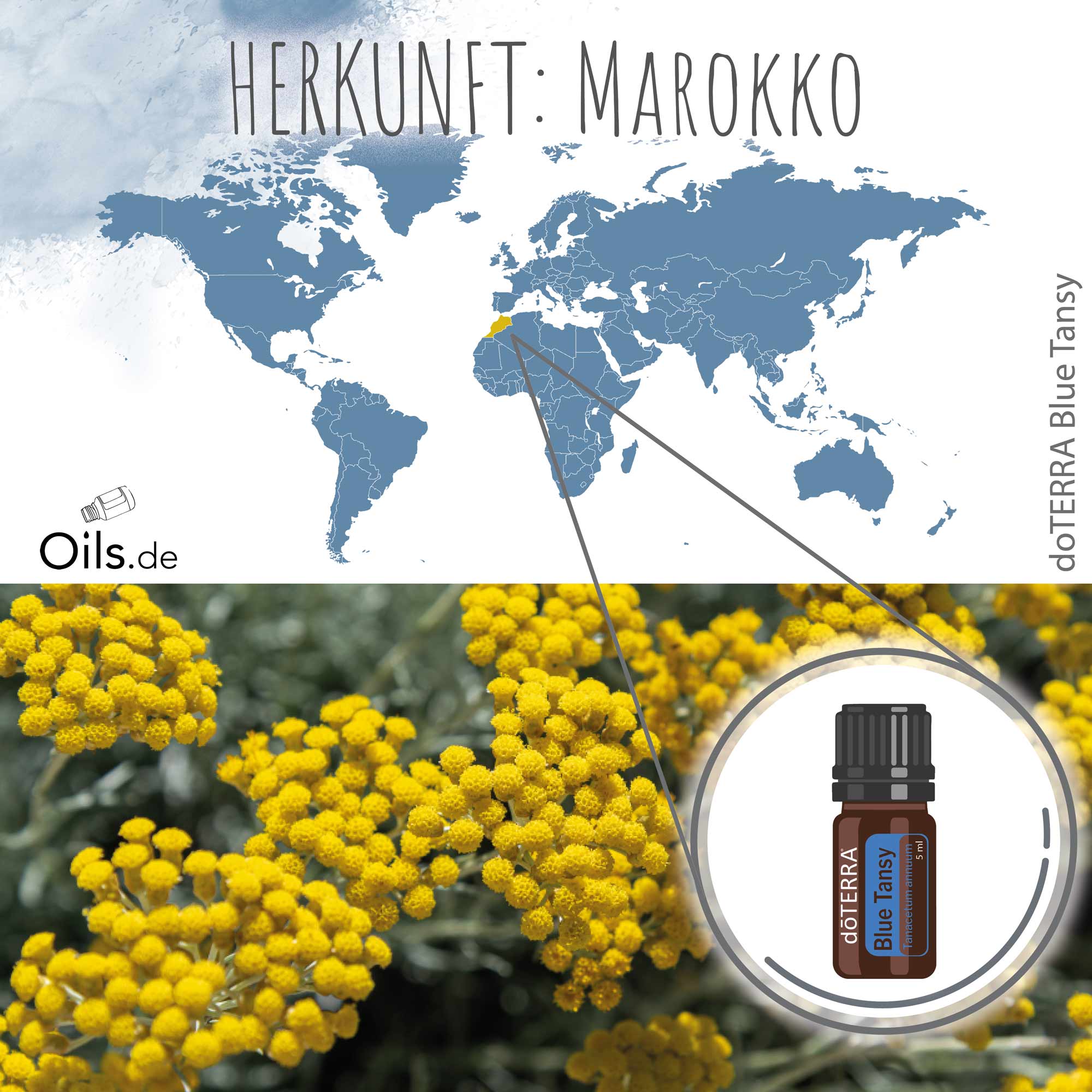 doTERRA Blauer Rainfarn Herkunft