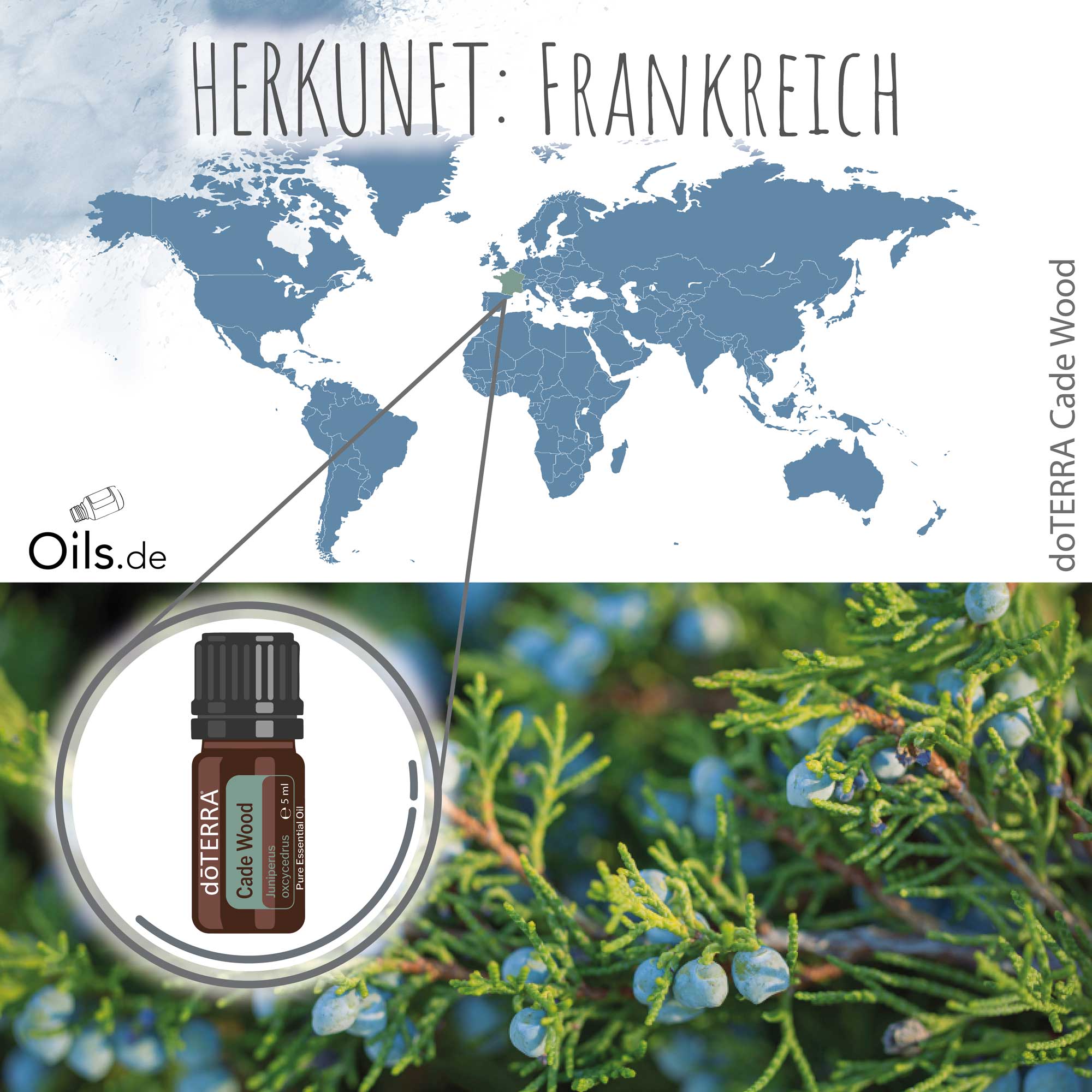 doTERRA Cade Wood | Stechwacholder | Herkunft