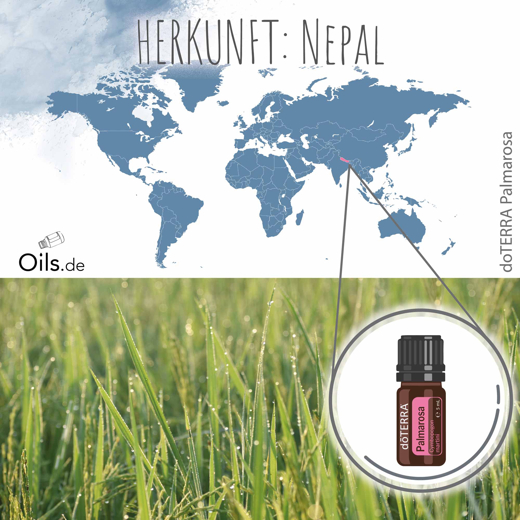 doTERRA-Palmarosa-Herkunft doTERRA Palmarosa Herkunft