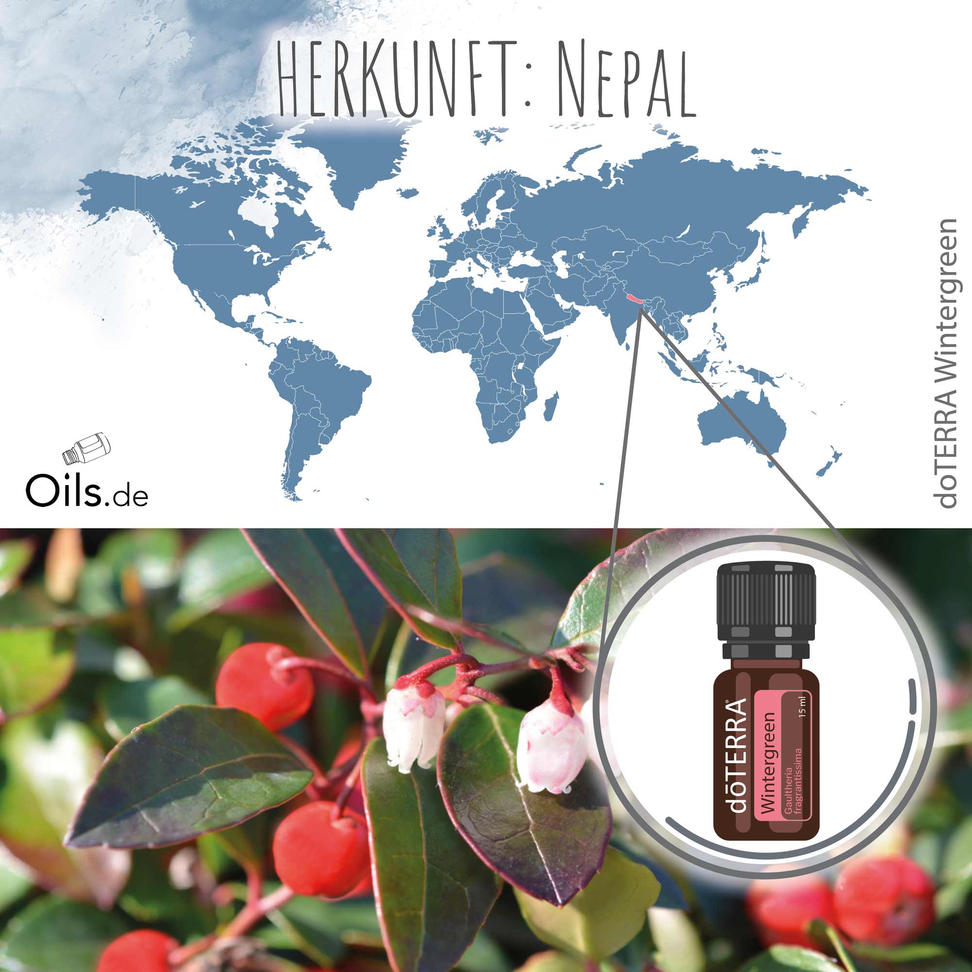 doTERRA Wintergreen | Nepalesisches Wintergrün | Herkunft