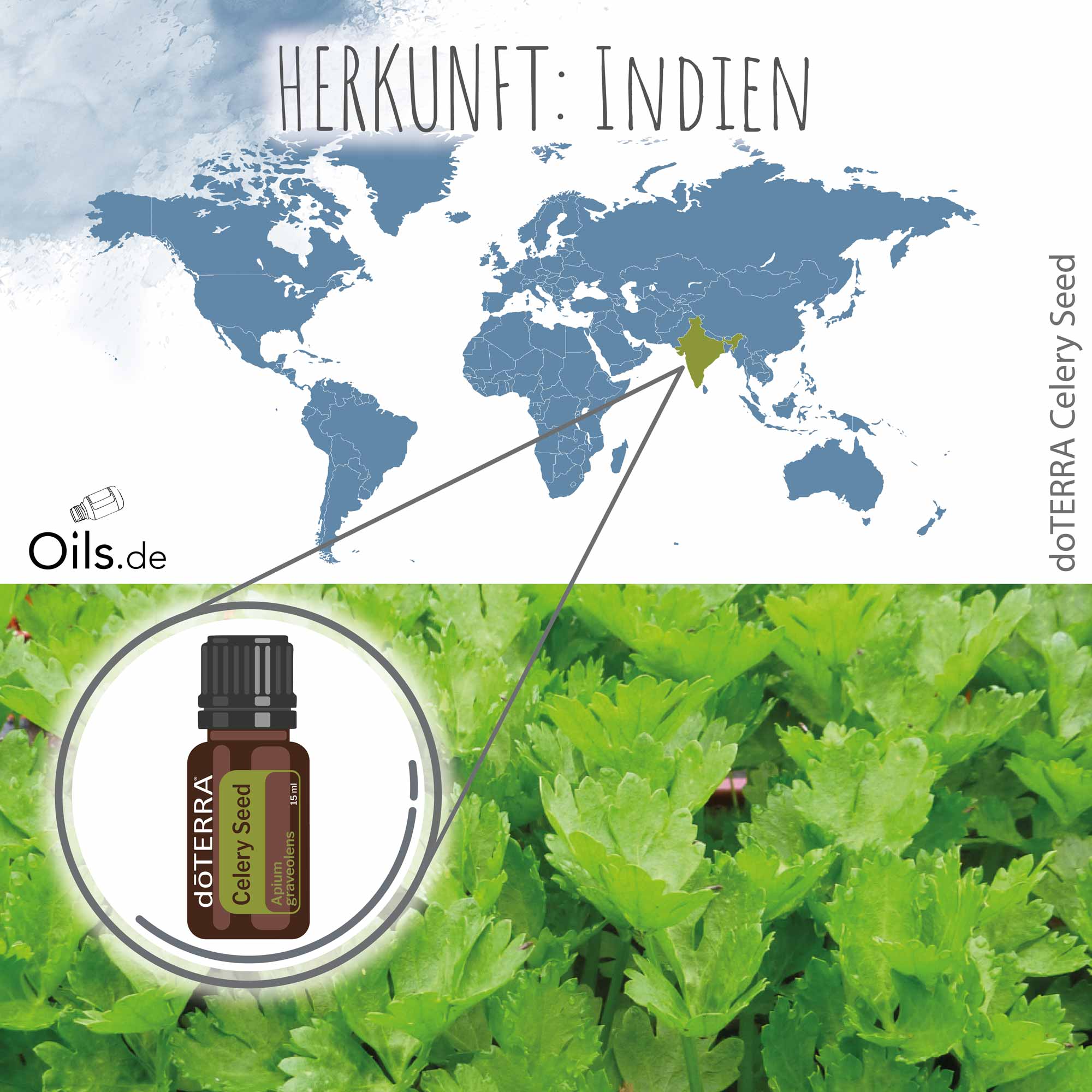 doTERRA Sellerie | Herkunft