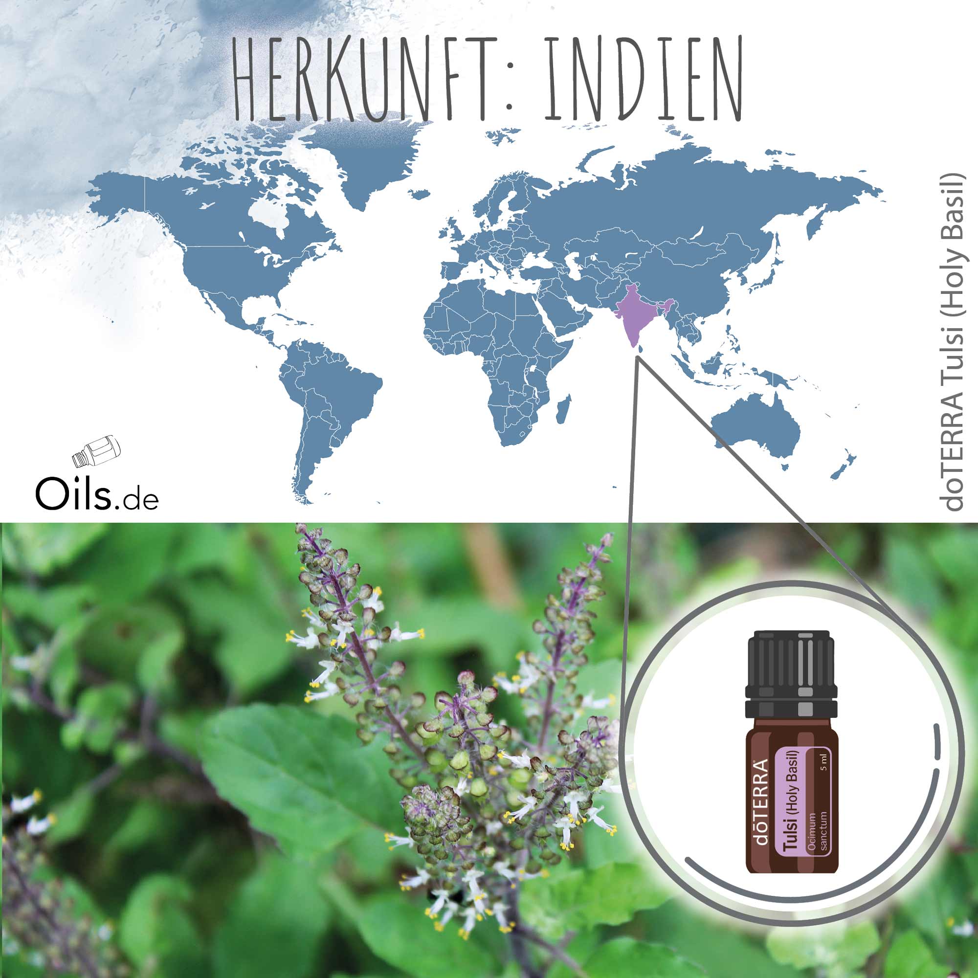 doTERRA Tulsi Heiliges Basilikum Herkunft