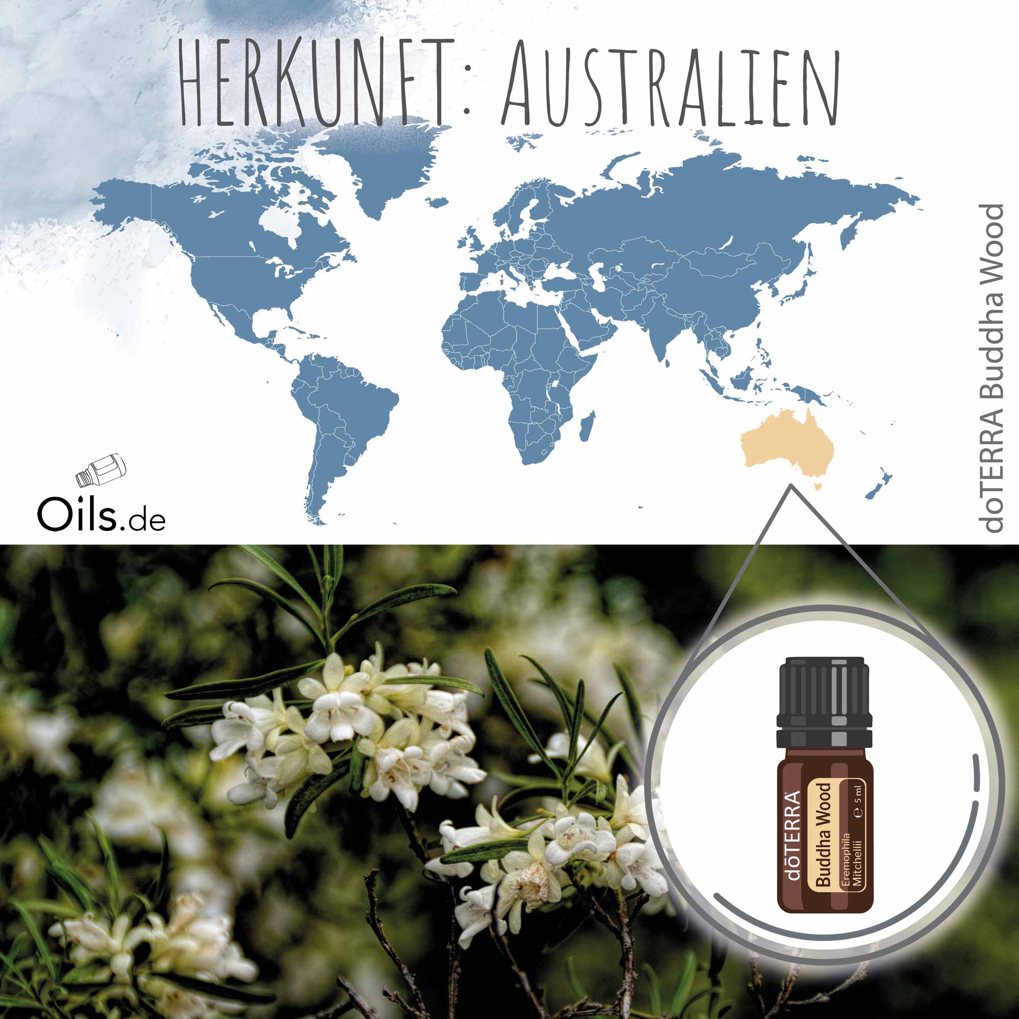 doTERRA Buddha Wood | Herkunft