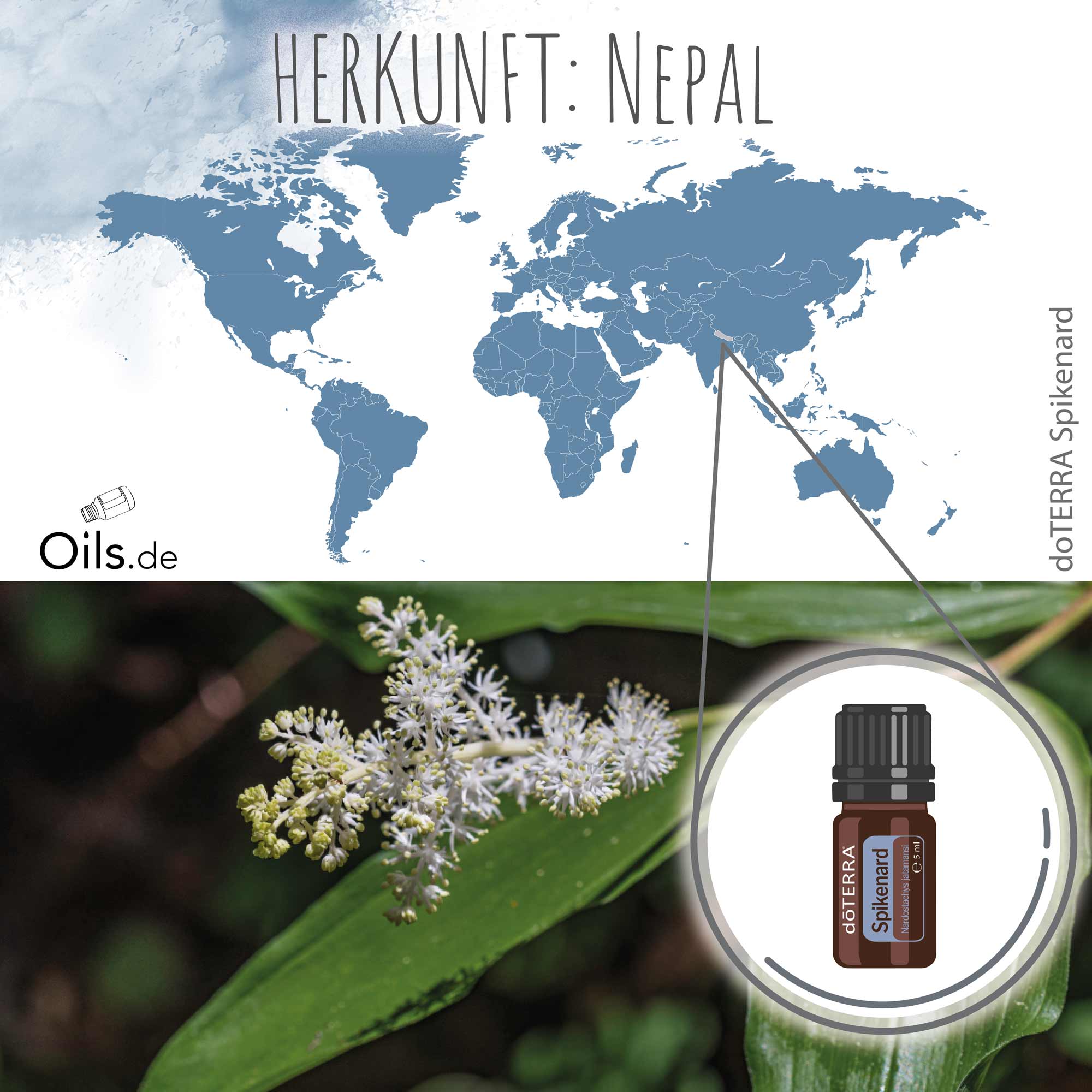 doTERRA Indische Narde | Spikenard | Herkunft
